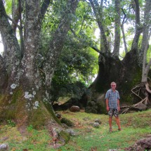 Huge trees in Sao Lourenco